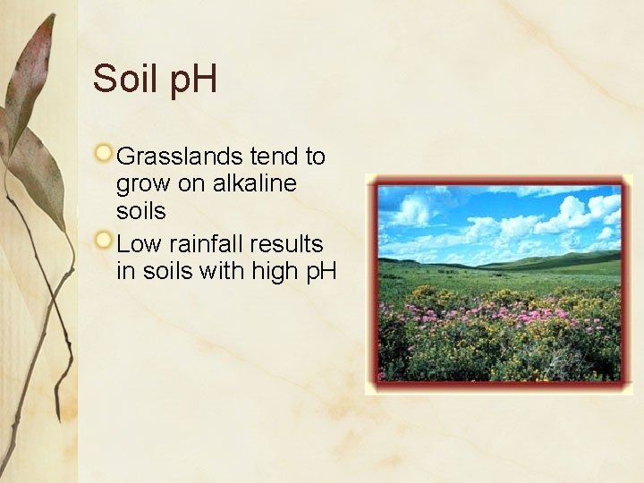 Soil p. H Grasslands tend to grow on alkaline soils Low rainfall results in