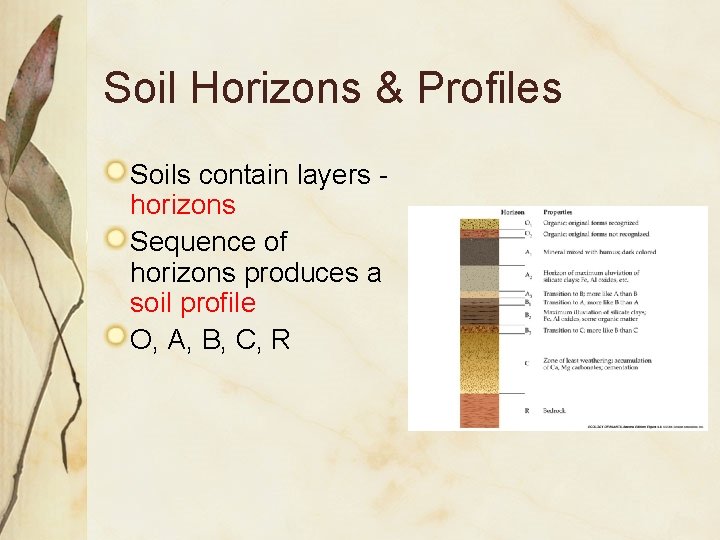 Soil Horizons & Profiles Soils contain layers horizons Sequence of horizons produces a soil