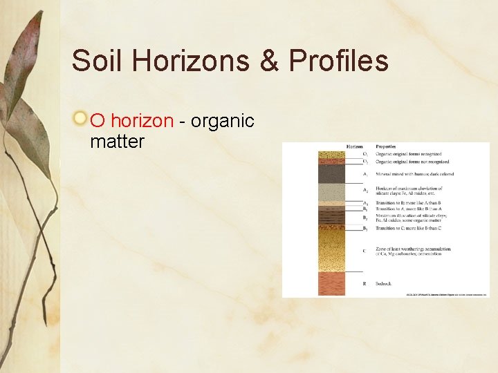 Soil Horizons & Profiles O horizon - organic matter 