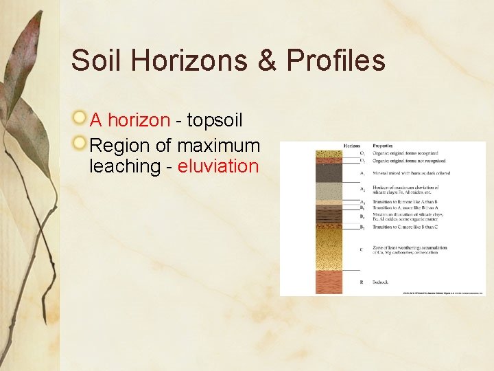 Soil Horizons & Profiles A horizon - topsoil Region of maximum leaching - eluviation