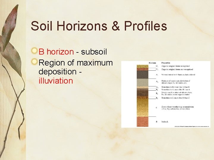 Soil Horizons & Profiles B horizon - subsoil Region of maximum deposition illuviation 