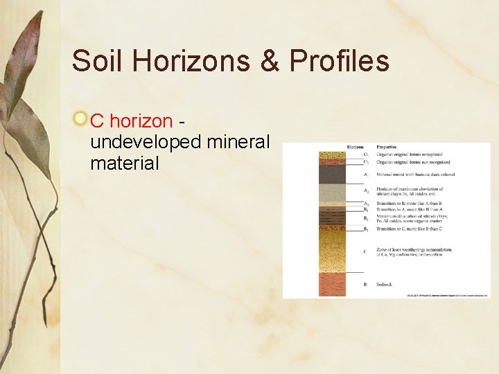 Soil Horizons & Profiles C horizon undeveloped mineral material 