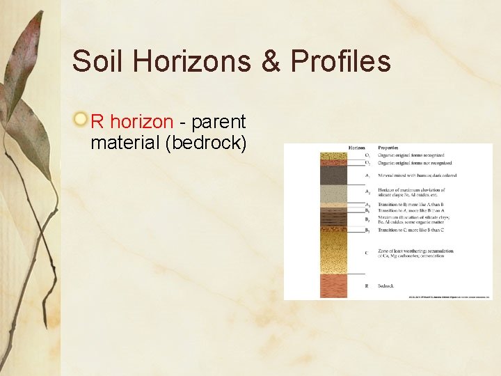 Soil Horizons & Profiles R horizon - parent material (bedrock) 