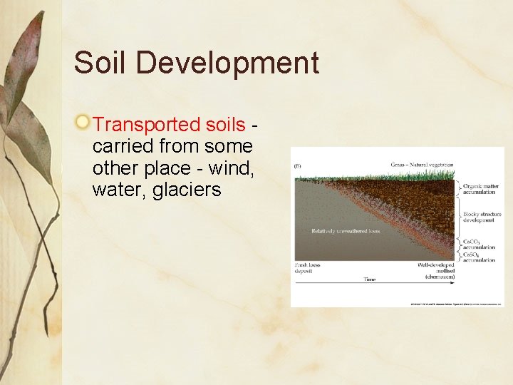 Soil Development Transported soils carried from some other place - wind, water, glaciers 