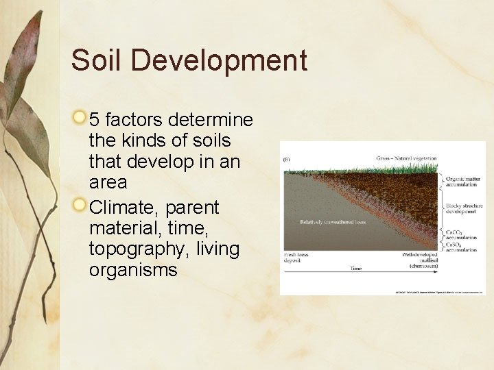 Soil Development 5 factors determine the kinds of soils that develop in an area