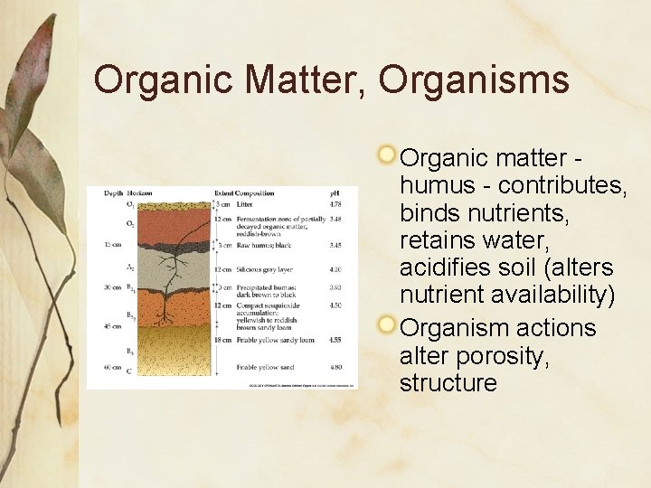 Organic Matter, Organisms Organic matter humus - contributes, binds nutrients, retains water, acidifies soil