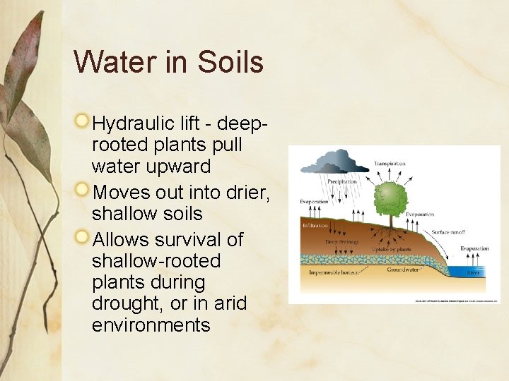 Water in Soils Hydraulic lift - deeprooted plants pull water upward Moves out into