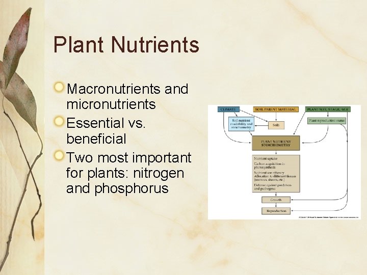Plant Nutrients Macronutrients and micronutrients Essential vs. beneficial Two most important for plants: nitrogen