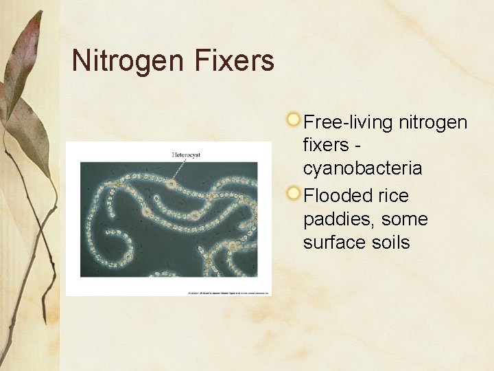 Nitrogen Fixers Free-living nitrogen fixers cyanobacteria Flooded rice paddies, some surface soils 