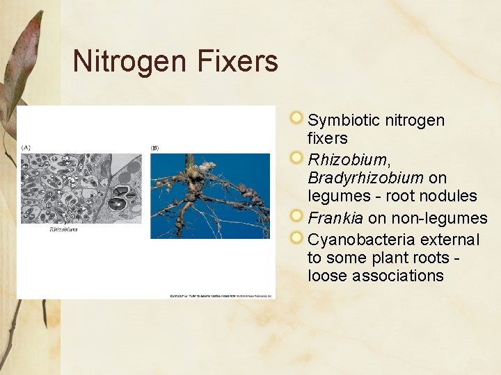 Nitrogen Fixers Symbiotic nitrogen fixers Rhizobium, Bradyrhizobium on legumes - root nodules Frankia on