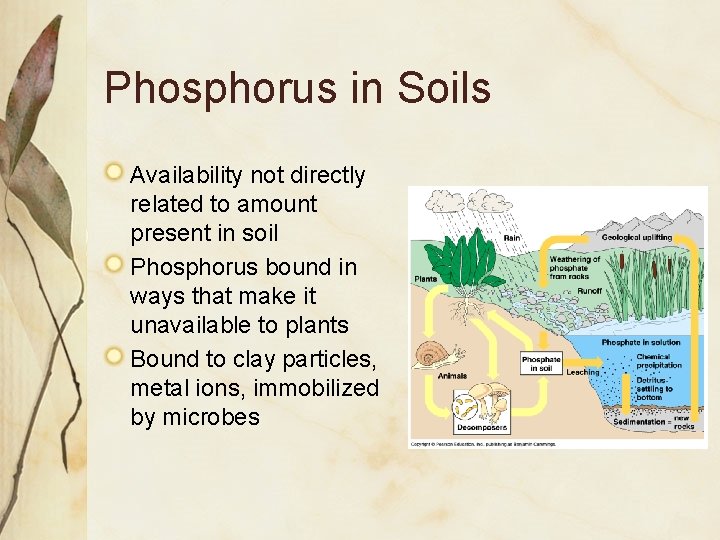 Phosphorus in Soils Availability not directly related to amount present in soil Phosphorus bound