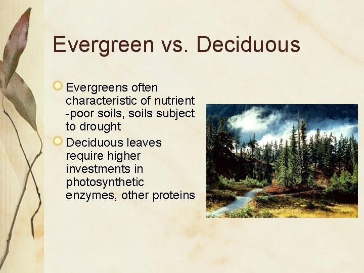 Evergreen vs. Deciduous Evergreens often characteristic of nutrient -poor soils, soils subject to drought