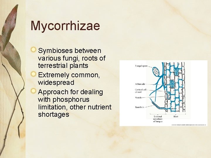 Mycorrhizae Symbioses between various fungi, roots of terrestrial plants Extremely common, widespread Approach for