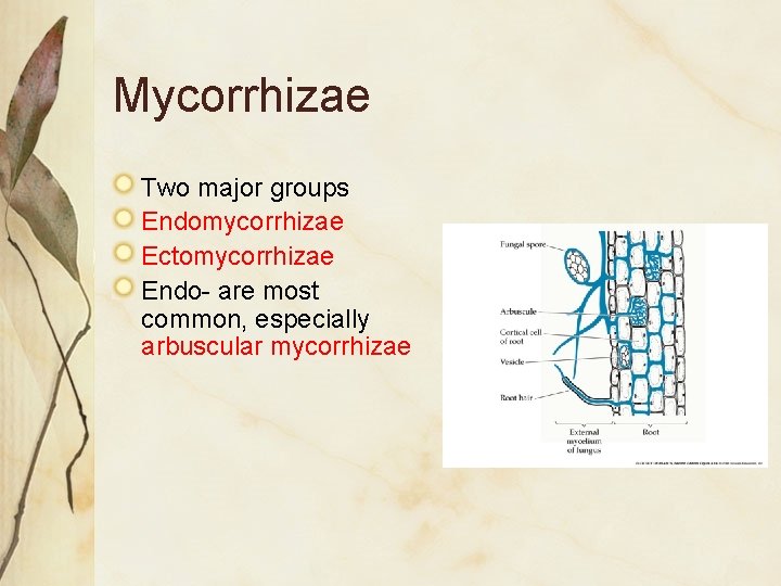 Mycorrhizae Two major groups Endomycorrhizae Ectomycorrhizae Endo- are most common, especially arbuscular mycorrhizae 