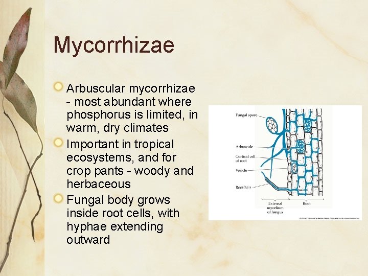 Mycorrhizae Arbuscular mycorrhizae - most abundant where phosphorus is limited, in warm, dry climates