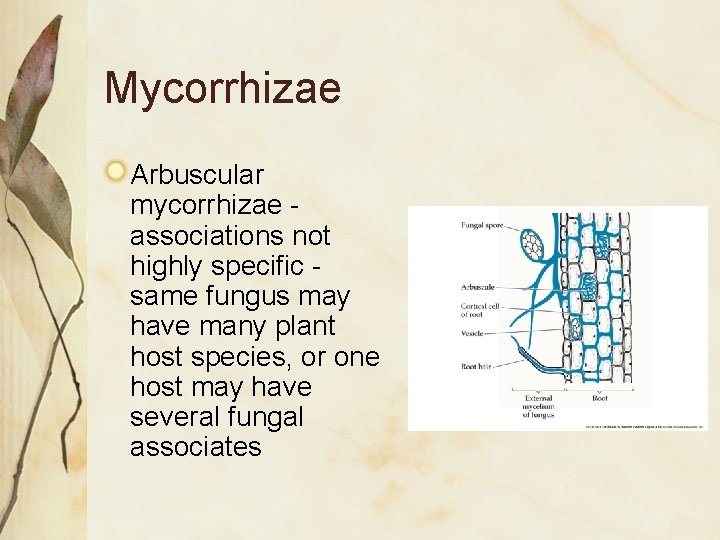 Mycorrhizae Arbuscular mycorrhizae associations not highly specific same fungus may have many plant host