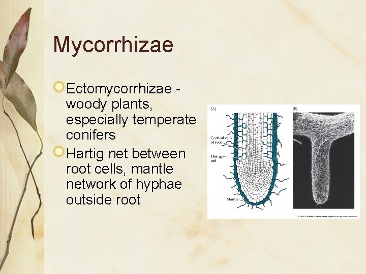 Mycorrhizae Ectomycorrhizae woody plants, especially temperate conifers Hartig net between root cells, mantle network