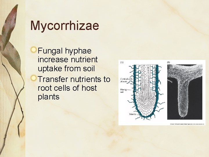 Mycorrhizae Fungal hyphae increase nutrient uptake from soil Transfer nutrients to root cells of