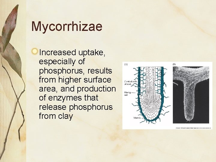 Mycorrhizae Increased uptake, especially of phosphorus, results from higher surface area, and production of