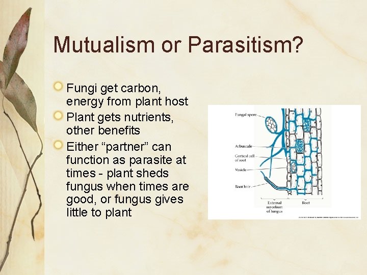 Mutualism or Parasitism? Fungi get carbon, energy from plant host Plant gets nutrients, other