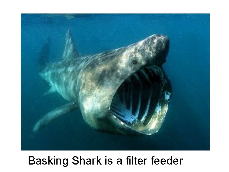 Basking Shark is a filter feeder 