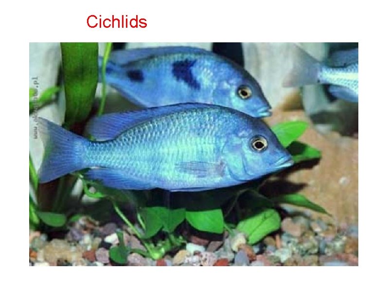 Cichlids 