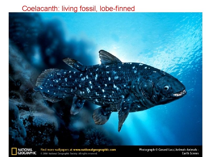 Coelacanth: living fossil, lobe-finned 