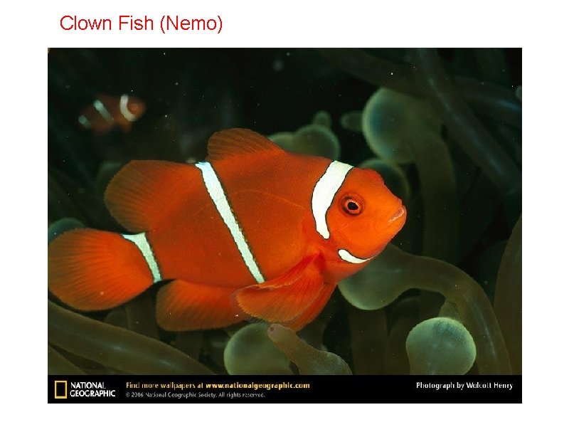 Clown Fish (Nemo) 