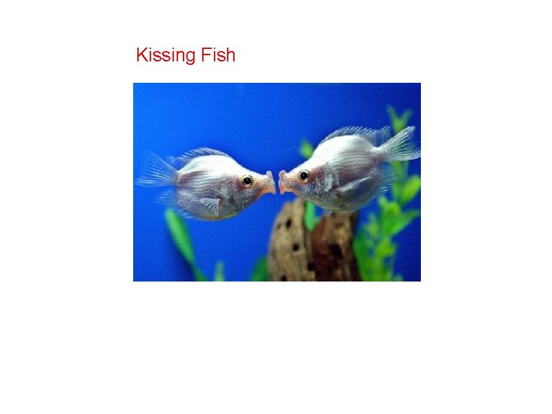 Kissing Fish 