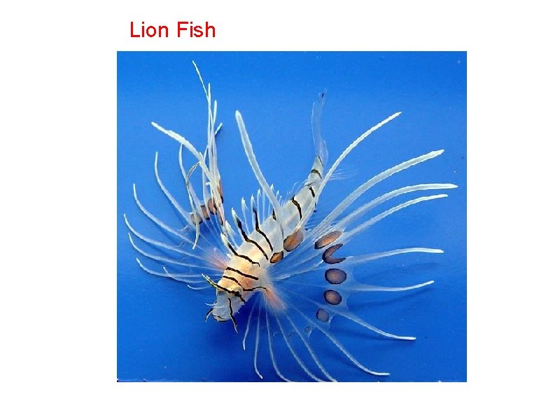 Lion Fish 
