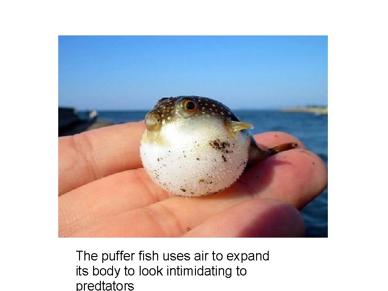 The puffer fish uses air to expand its body to look intimidating to predtators