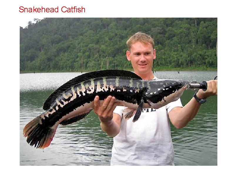 Snakehead Catfish 