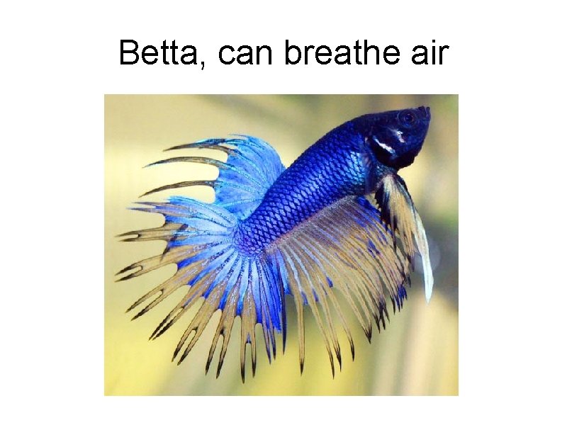 Betta, can breathe air 