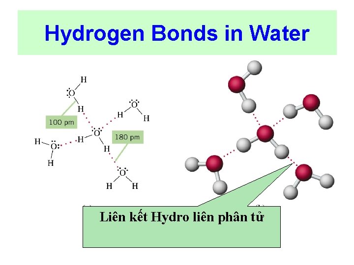 Hydrogen Bonds in Water Liên kết Hydro liên phân tử 