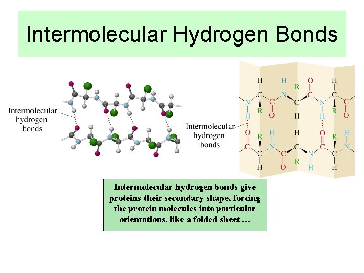 Intermolecular Hydrogen Bonds Intermolecular hydrogen bonds give proteins their secondary shape, forcing the protein