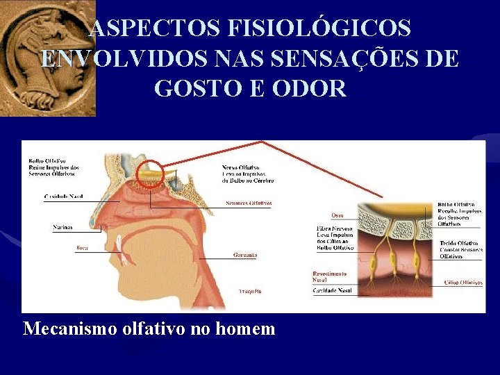 ASPECTOS FISIOLÓGICOS ENVOLVIDOS NAS SENSAÇÕES DE GOSTO E ODOR Mecanismo olfativo no homem 