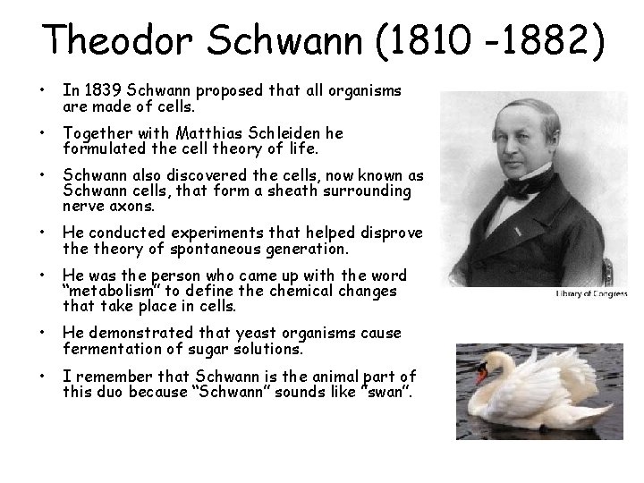 Theodor Schwann (1810 -1882) • In 1839 Schwann proposed that all organisms are made