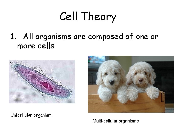 Cell Theory 1. All organisms are composed of one or more cells Unicellular organism