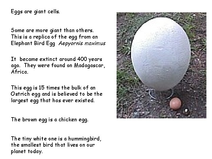 Eggs are giant cells. Some are more giant than others. This is a replica