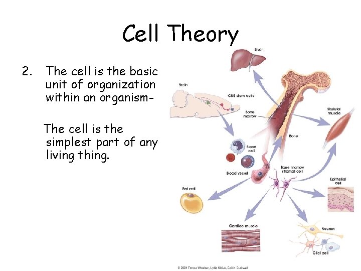 Cell Theory 2. The cell is the basic unit of organization within an organism.