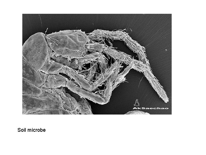 Soil microbe 