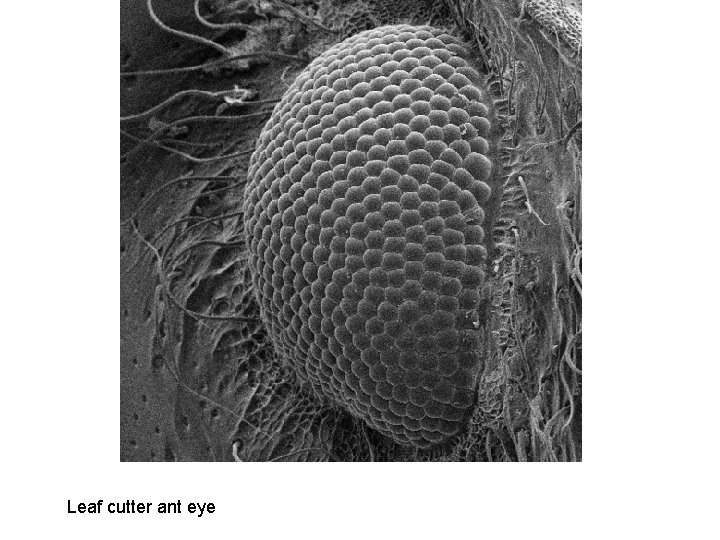 Leaf cutter ant eye 