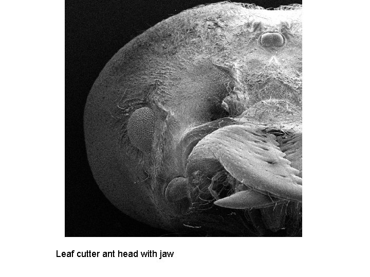 Leaf cutter ant head with jaw 
