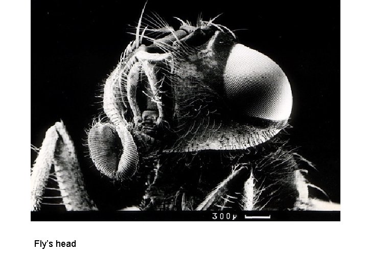 Fly’s head 
