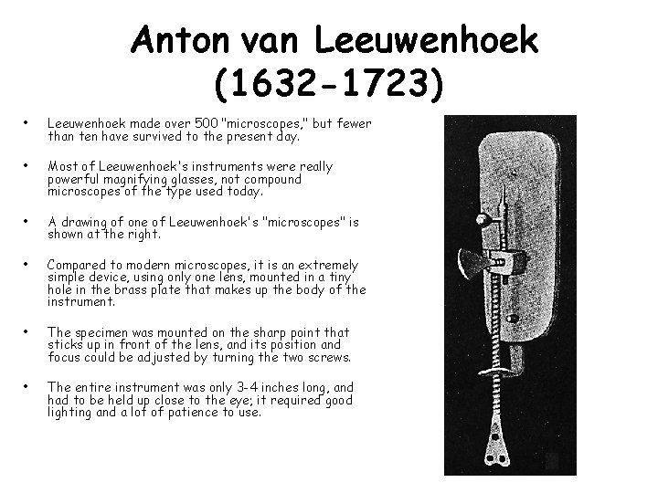 Anton van Leeuwenhoek (1632 -1723) • Leeuwenhoek made over 500 "microscopes, " but fewer