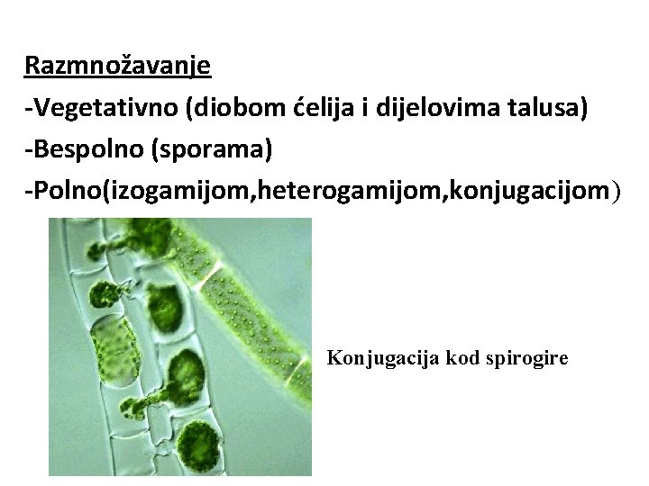 Razmnožavanje -Vegetativno (diobom ćelija i dijelovima talusa) -Bespolno (sporama) -Polno(izogamijom, heterogamijom, konjugacijom) Konjugacija kod