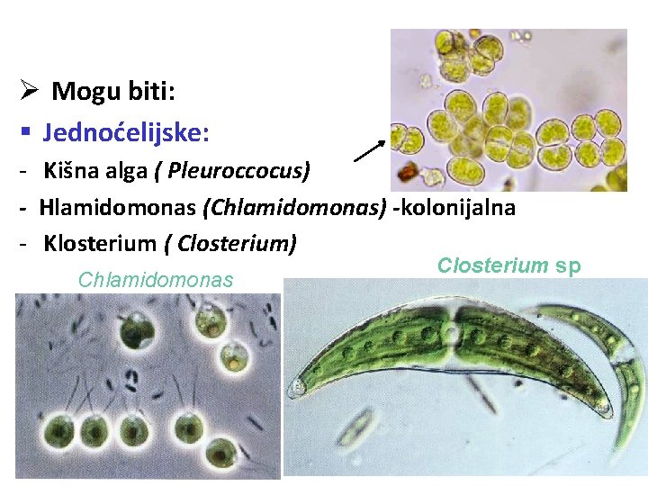 Ø Mogu biti: § Jednoćelijske: - Kišna alga ( Pleuroccocus) - Hlamidomonas (Chlamidomonas) -kolonijalna