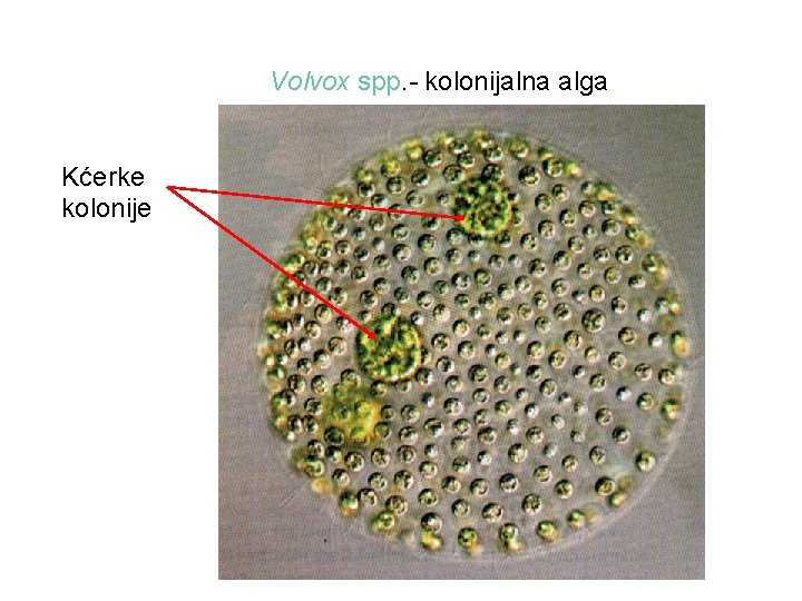 Volvox spp. - kolonijalna alga Kćerke kolonije 