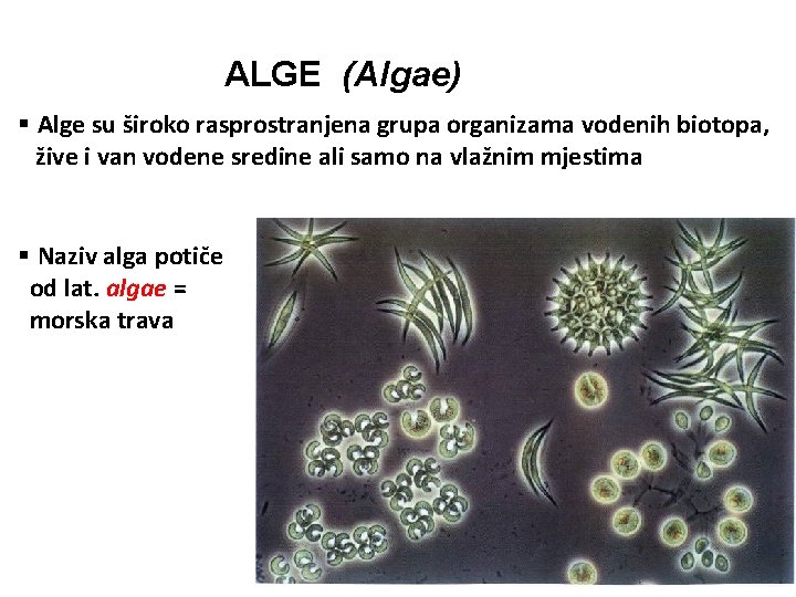ALGE (Algae) § Alge su široko rasprostranjena grupa organizama vodenih biotopa, žive i van