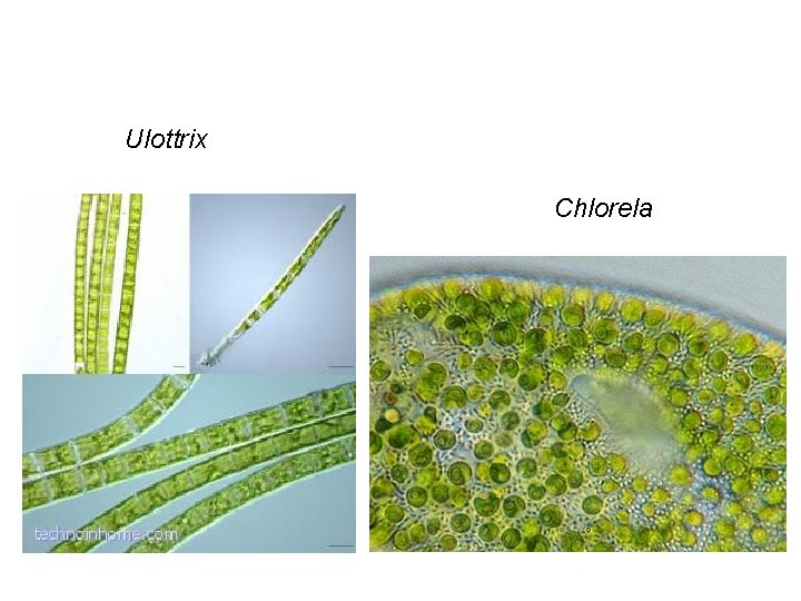 Ulottrix Chlorela 